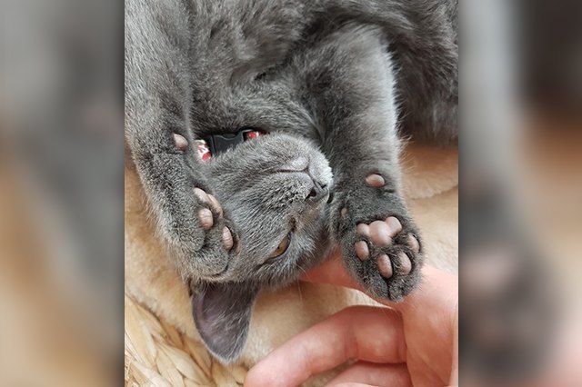 Perfectly Pink Photos Of Kitty Toe Beans
