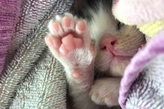 Perfectly Pink Photos Of Kitty Toe Beans