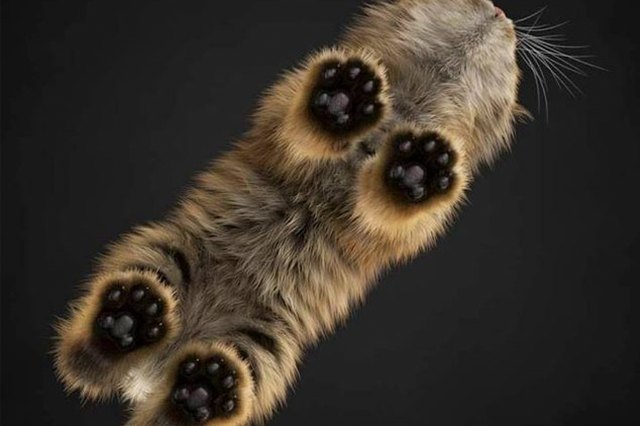 Perfectly Pink Photos Of Kitty Toe Beans