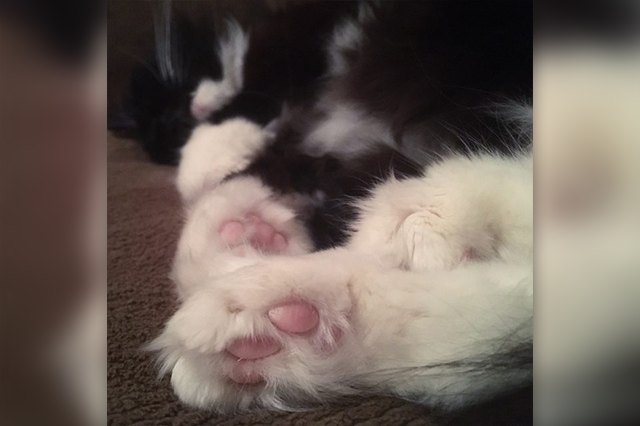 Perfectly Pink Photos Of Kitty Toe Beans