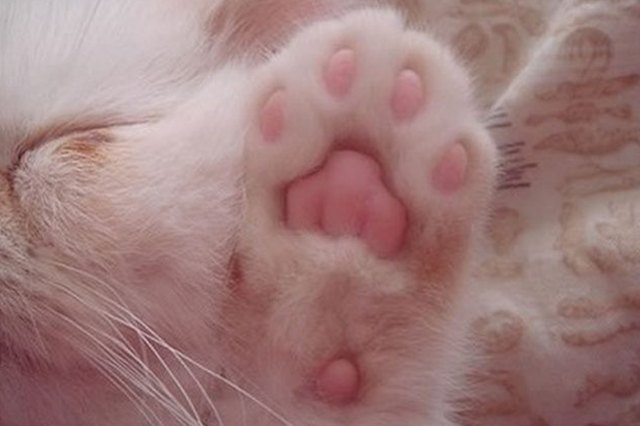 Perfectly Pink Photos Of Kitty Toe Beans