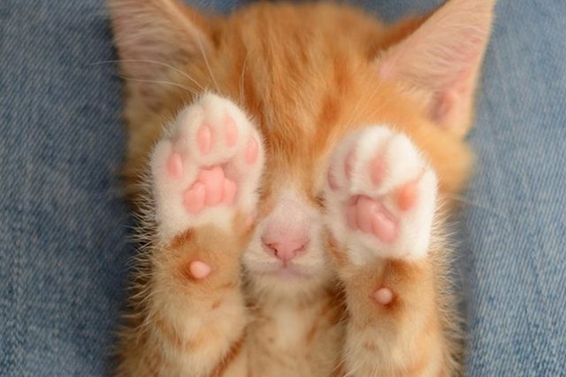 Perfectly Pink Photos Of Kitty Toe Beans