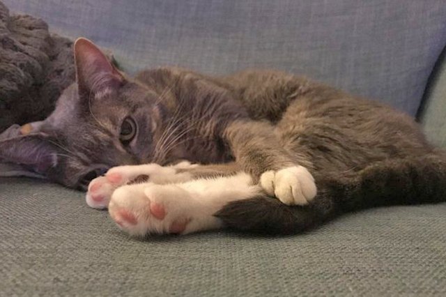 Perfectly Pink Photos Of Kitty Toe Beans