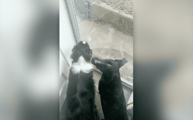 two dogs waiting to go outside