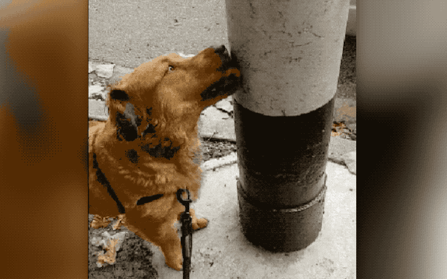 dog licking pole