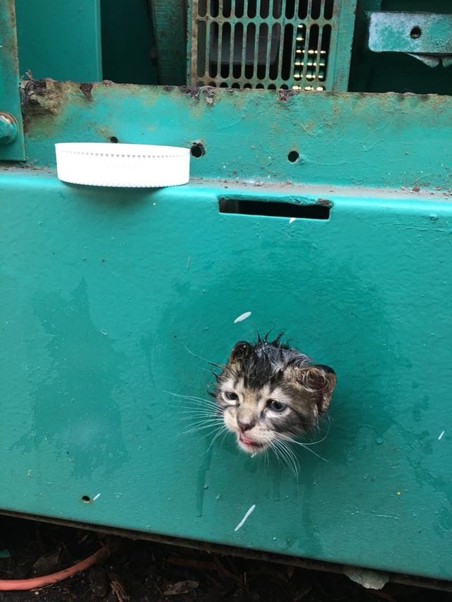 Florida firefighters rescue kitten stuck in supermarket generator