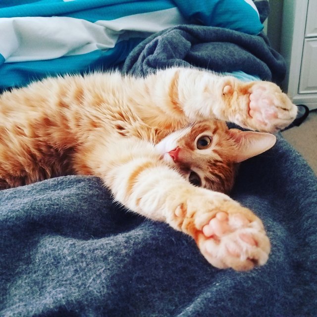 Please Enjoy These 20 Pics of Perfectly Pink Kitty Toe Beans | Cuteness