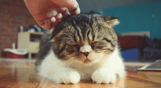 older cat having a head scratch