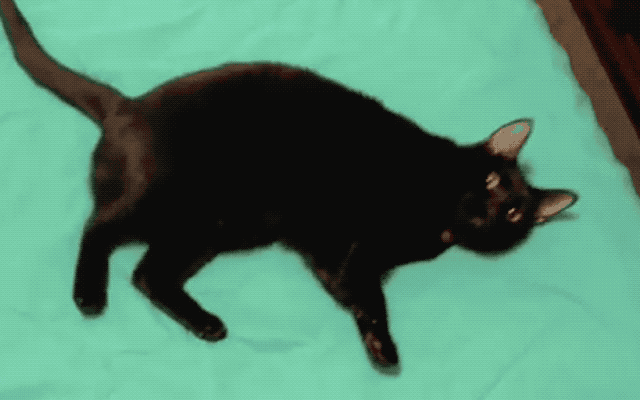 32 Laziest Cats The World Has Ever Seen