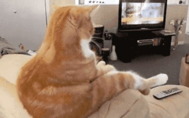 32 Laziest Cats The World Has Ever Seen