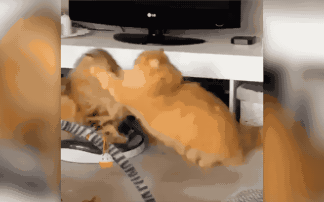 32 Laziest Cats The World Has Ever Seen