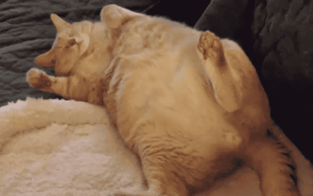 32 Laziest Cats The World Has Ever Seen