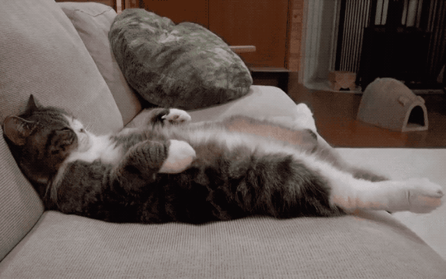 32 Laziest Cats The World Has Ever Seen
