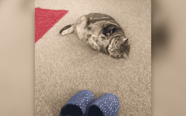 32 Laziest Cats The World Has Ever Seen