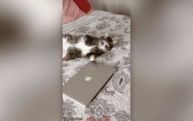 32 Laziest Cats The World Has Ever Seen