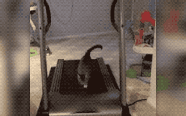 32 Laziest Cats The World Has Ever Seen