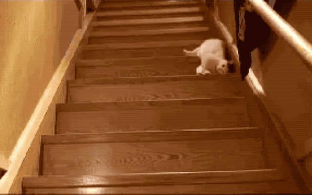 32 Laziest Cats The World Has Ever Seen