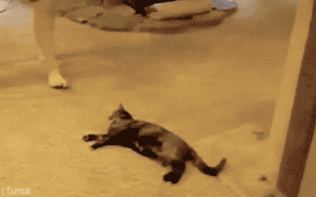 32 Laziest Cats The World Has Ever Seen