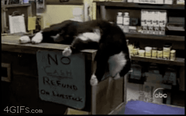 32 Laziest Cats The World Has Ever Seen