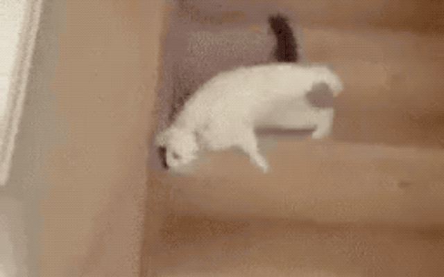 32 Laziest Cats The World Has Ever Seen