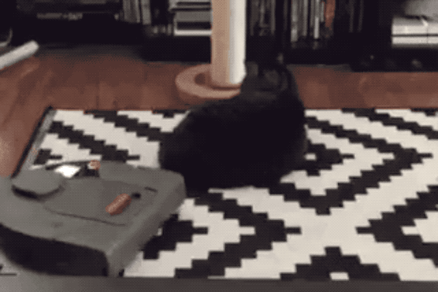 32 Laziest Cats The World Has Ever Seen