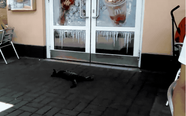 32 Laziest Cats The World Has Ever Seen