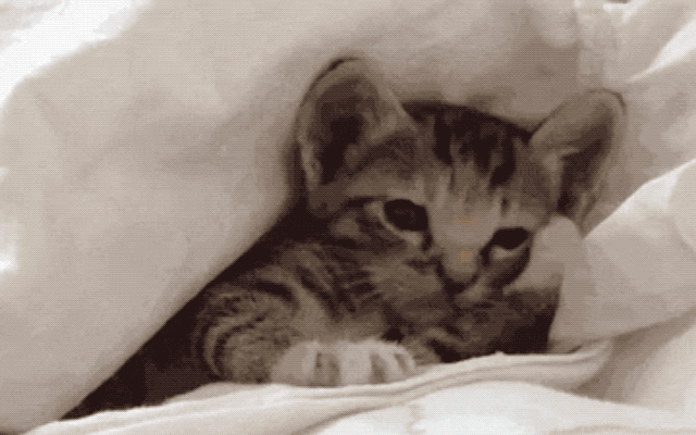 32 Laziest Cats The World Has Ever Seen