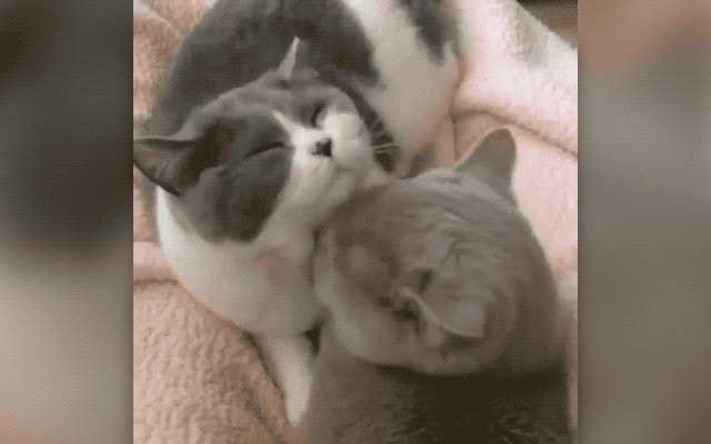 32 Laziest Cats The World Has Ever Seen