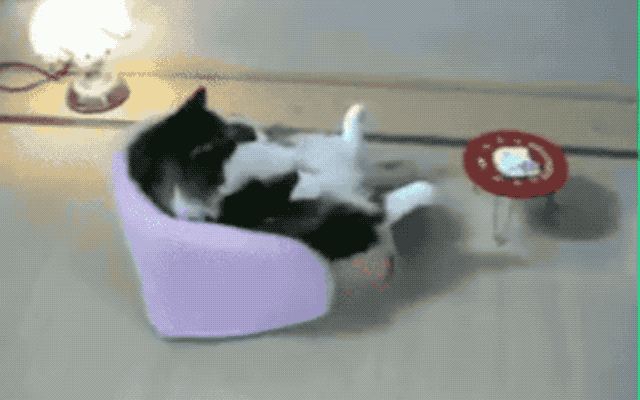 32 Laziest Cats The World Has Ever Seen