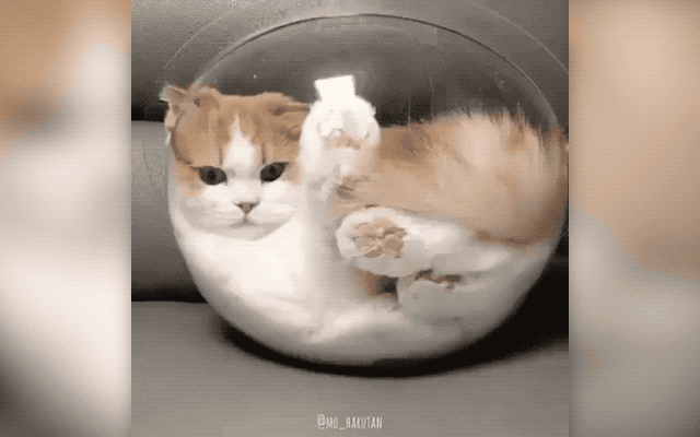 32 Laziest Cats The World Has Ever Seen