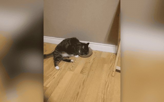 32 Laziest Cats The World Has Ever Seen