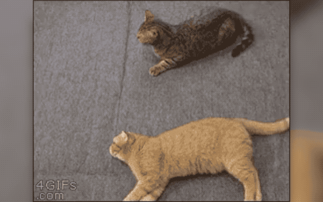32 Laziest Cats The World Has Ever Seen