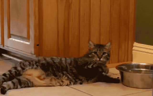 32 Laziest Cats The World Has Ever Seen