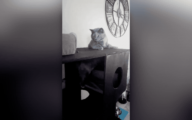 32 Laziest Cats The World Has Ever Seen