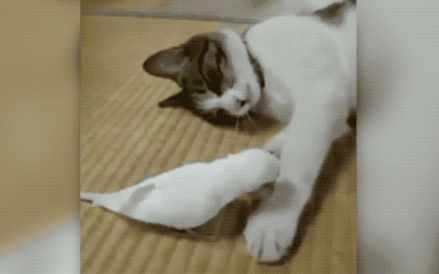 32 Laziest Cats The World Has Ever Seen