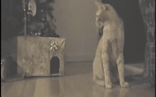 32 Laziest Cats The World Has Ever Seen