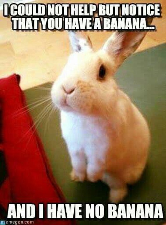 19 Bunny Memes and Photos That Will Warm Your Heart | Cuteness