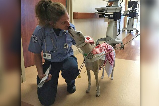 23 Therapy Dogs Who Are Too Pure For This World