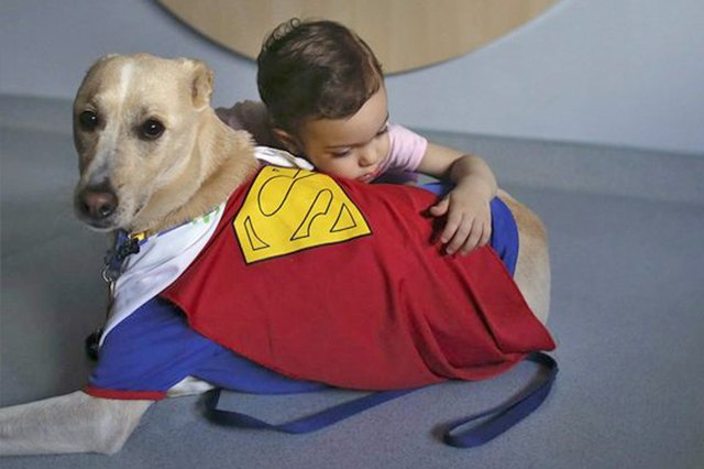 23 Therapy Dogs Who Are Too Pure For This World