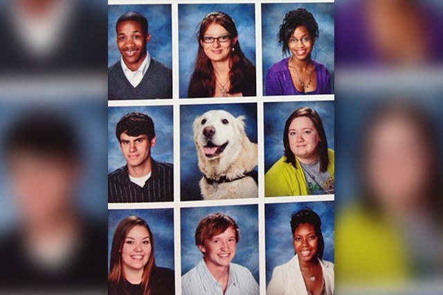 23 Therapy Dogs Who Are Too Pure For This World