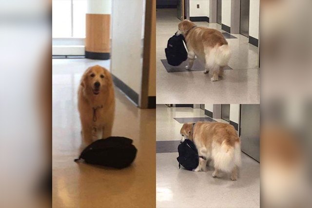 23 Therapy Dogs Who Are Too Pure For This World