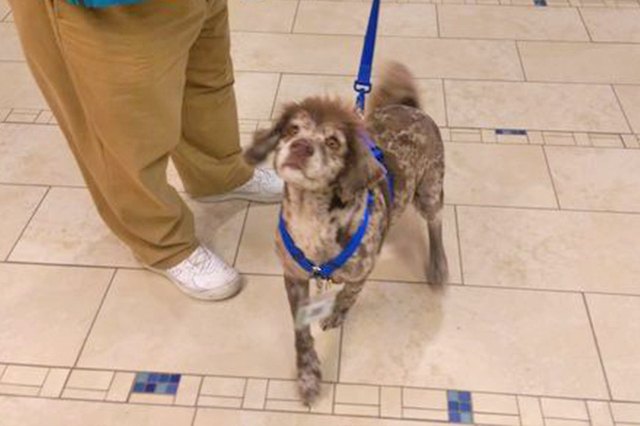 23 Therapy Dogs Who Are Too Pure For This World