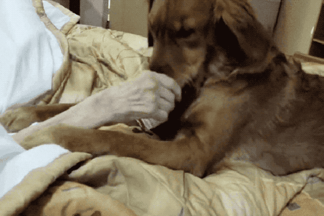 23 Therapy Dogs Who Are Too Pure For This World