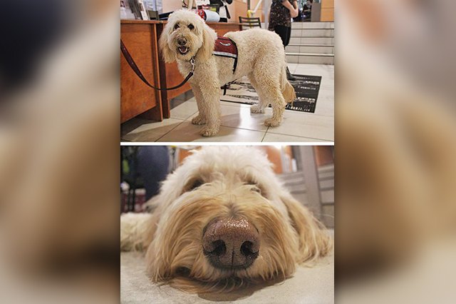 23 Therapy Dogs Who Are Too Pure For This World