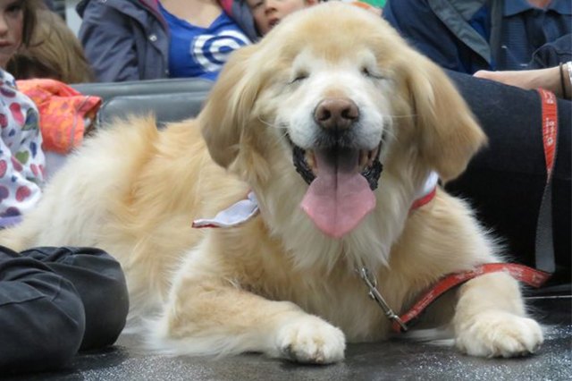 23 Therapy Dogs Who Are Too Pure For This World