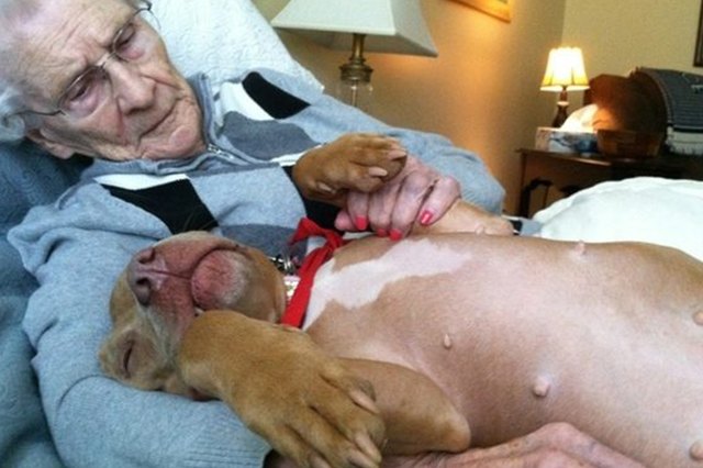23 Therapy Dogs Who Are Too Pure For This World