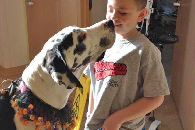 23 Therapy Dogs Who Are Too Pure For This World