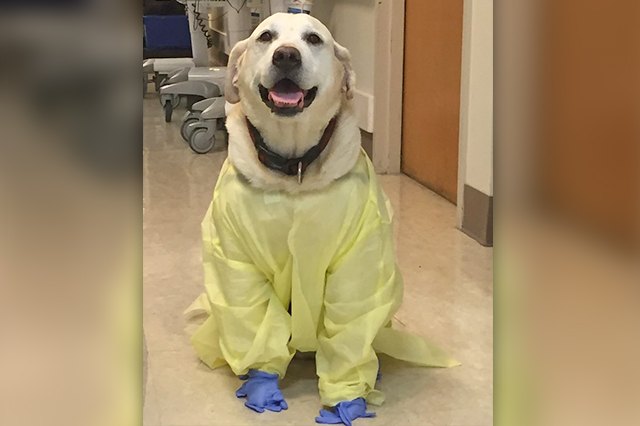 23 Therapy Dogs Who Are Too Pure For This World