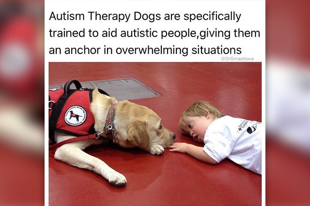 23 Therapy Dogs Who Are Too Pure For This World