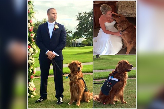 23 Therapy Dogs Who Are Too Pure For This World